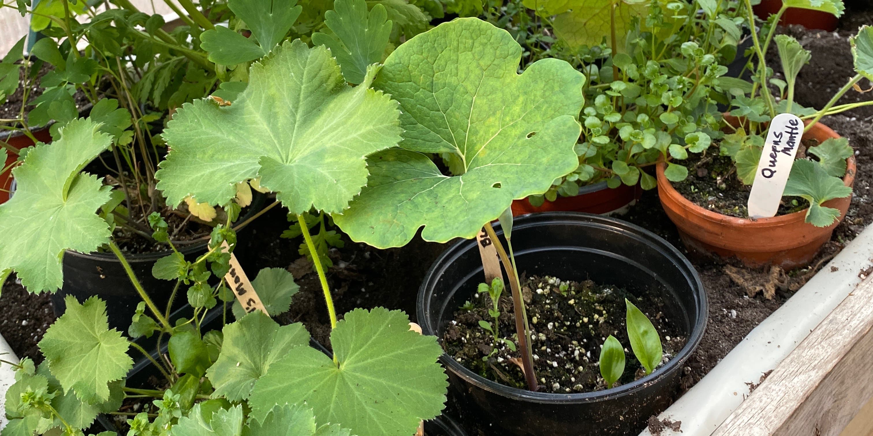 PERENNIAL PLANT SALE—$5.00 each